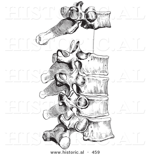 Historical Vector Illustration of a Human's Peculiar Dorsal Thoracic Vertebrae - Black and White Version Human's Peculiar Dorsal Thoracic Vertebrae