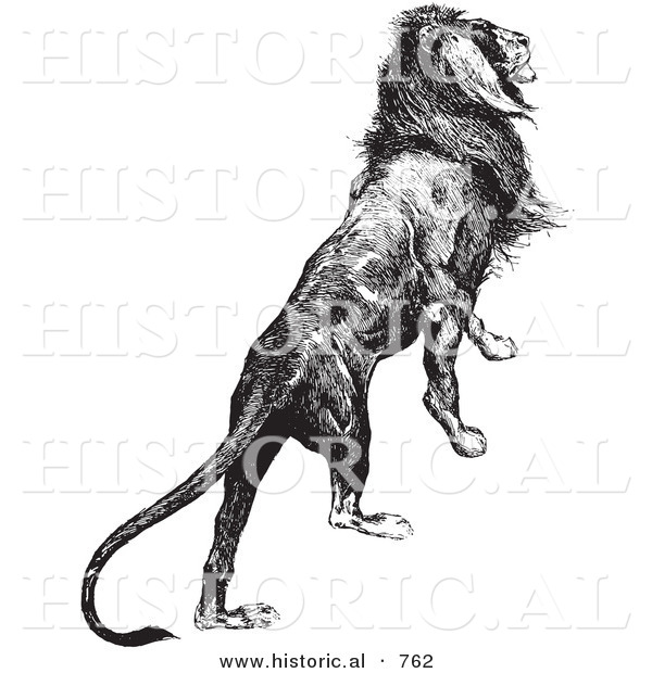 Historical Vector Illustration of a Majestic Lion Climbing up - Black and White Version