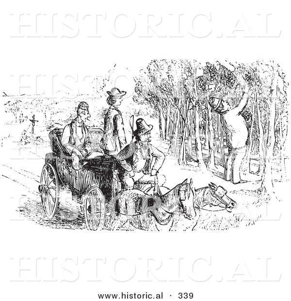 Historical Vector Illustration of a Man Picking Grapes - Black and White Version