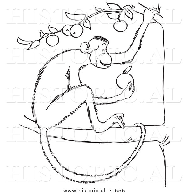 Historical Vector Illustration of a Monkey Eating an Apple from a Tree - Outlined Version