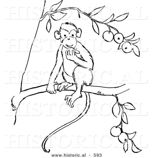 Historical Vector Illustration of a Monkey Eating Fruit on a Tree Branch - Outlined Version