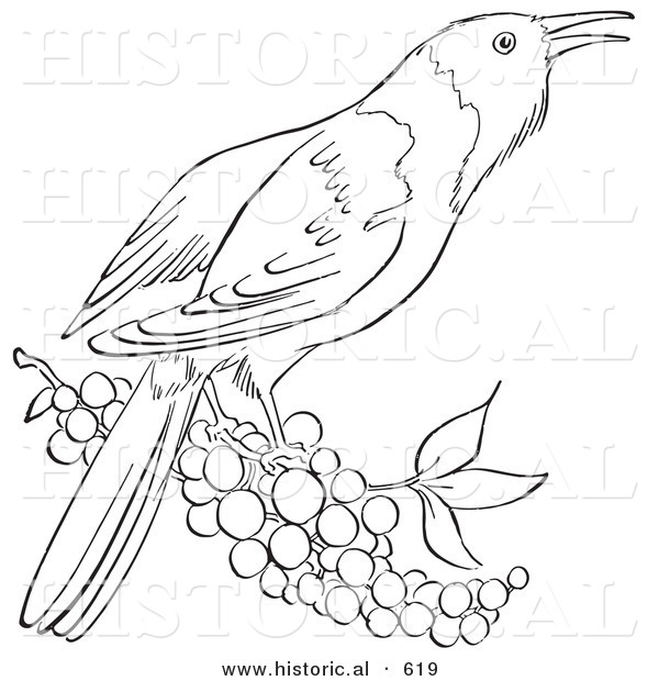 Historical Vector Illustration of a Oriole Bird Standing on Berries - Outlined Version
