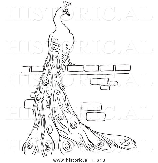 Historical Vector Illustration of a Peacock Resting and Staring on a Brick Wall - Outlined Version