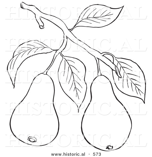 Historical Vector Illustration of a Pear Tree Branch with 2 Fruits - Outlined Version