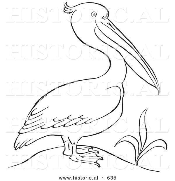 Historical Vector Illustration of a Pelican Standing Beside a Plant - Outlined Version