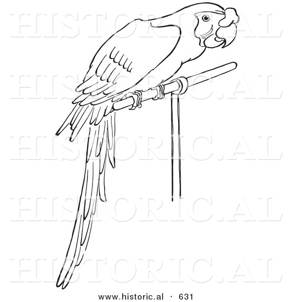 Historical Vector Illustration of a Perched Pet Parrot - Outlined Version