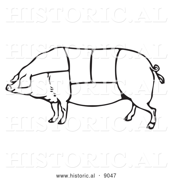 Historical Vector Illustration of a Pig Featuring Outlined Butcher Sections of Meat Cuts - Black and White