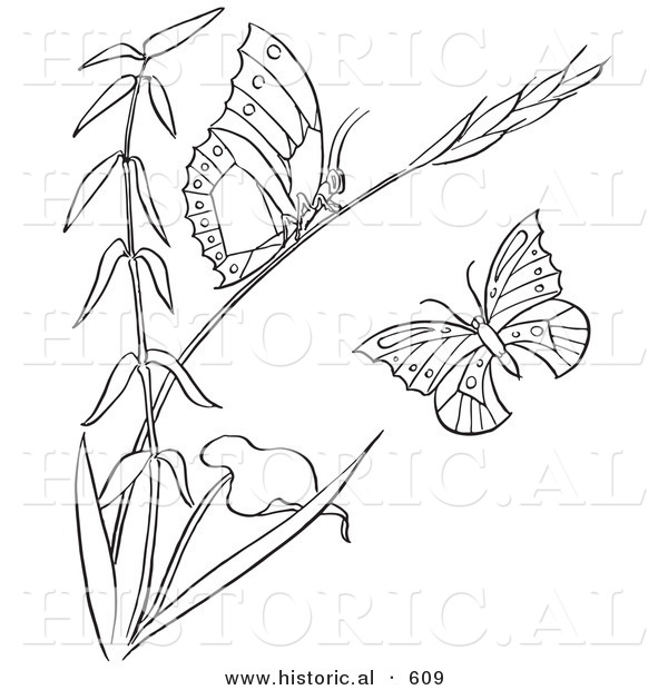 Historical Vector Illustration of a Plant with 2 Butterflies - Outlined Version
