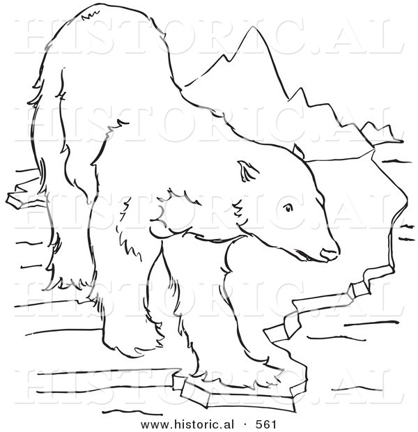 Historical Vector Illustration of a Polar Bear Walking on to a Small Piece of Ice - Outlined Version