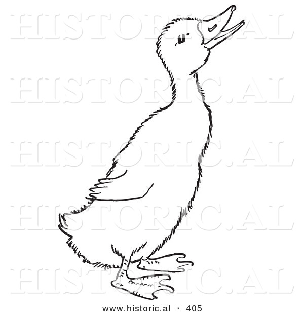 Historical Vector Illustration of a Quaking Duck - Outlined Version