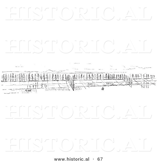 Historical Vector Illustration of a Rhine Crops - Black and White Version