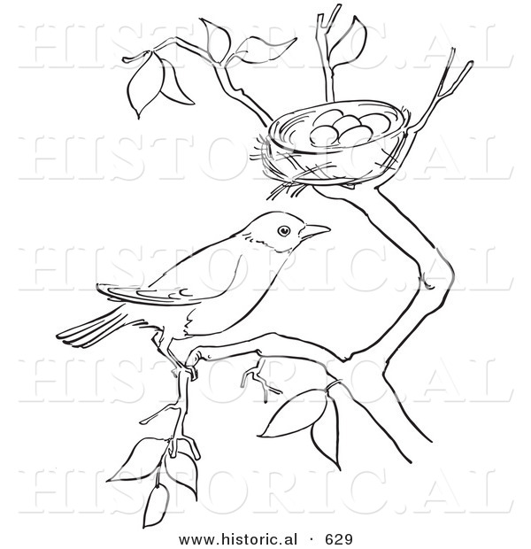 Historical Vector Illustration of a Robin on a Tree Branch by Its Nest - Outlined Version