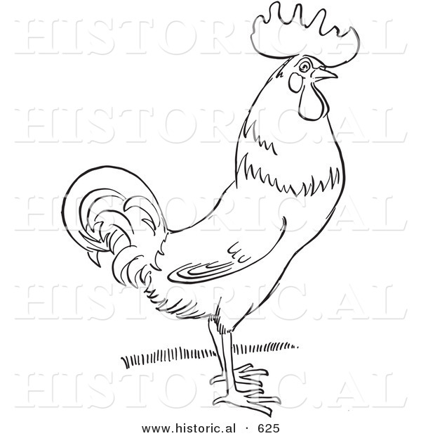 Historical Vector Illustration of a Rooster Standing and Staring - Outlined Version