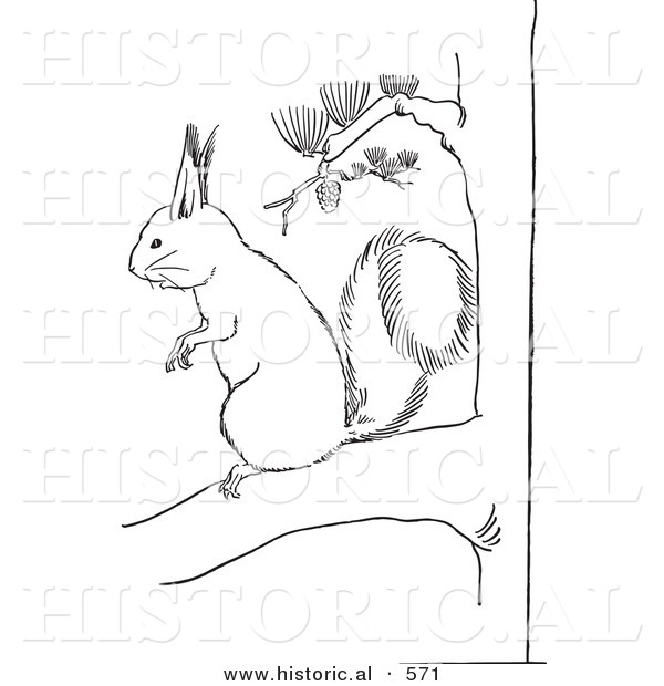 Historical Vector Illustration of a Squirrel Standing and Staring on a Pine Tree Branch - Outlined Version