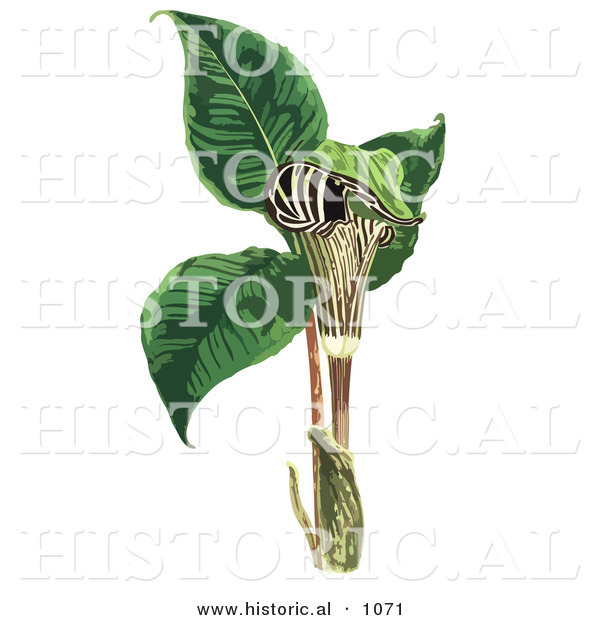 Historical Vector Illustration of a Striped Jack in the Pulpit Flower (Arum Triphyllum)