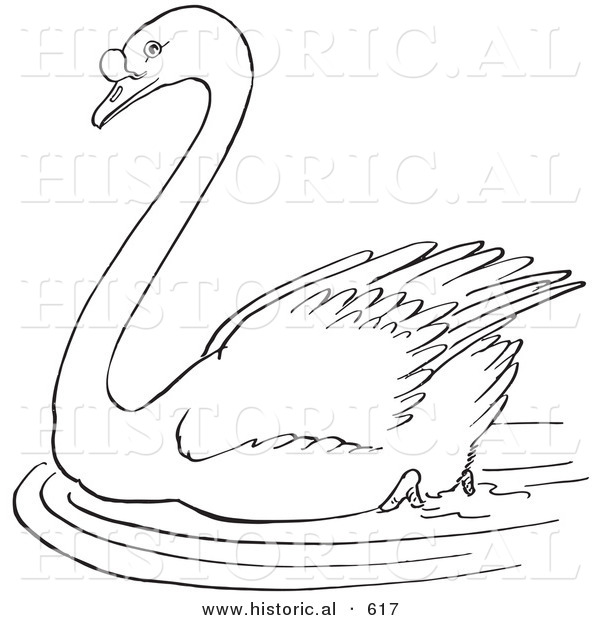 Historical Vector Illustration of a Swimming Swan in a Pond - Outlined Version