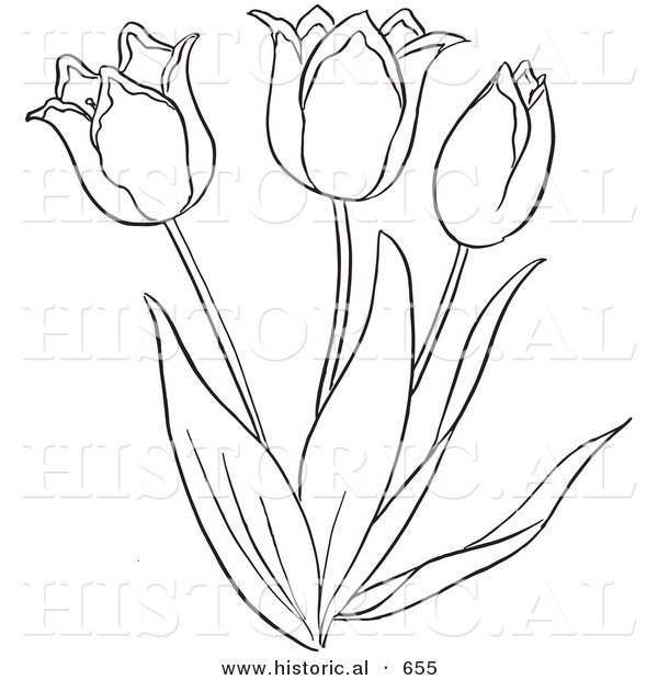 Historical Vector Illustration of a Tulip Plant Flowering - Outlined Version