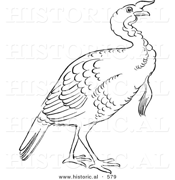 Historical Vector Illustration of a Turkey Bird Standing and Staring - Outlined Version
