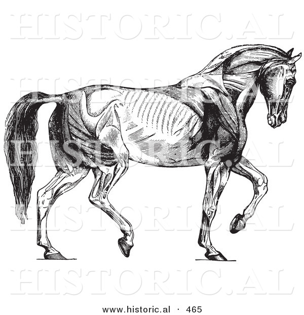 Historical Vector Illustration of a Walking Horse Muscles Diagram - Black and White Version