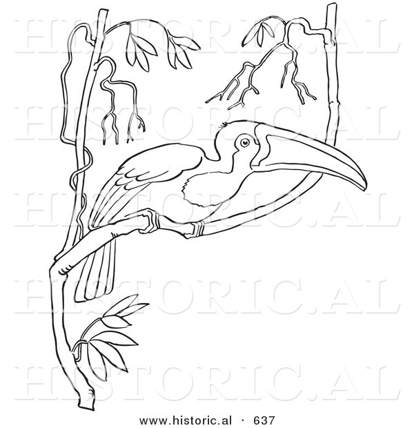 Historical Vector Illustration of a Wild Toucan Perched on a Branch in a Tree - Outlined Version