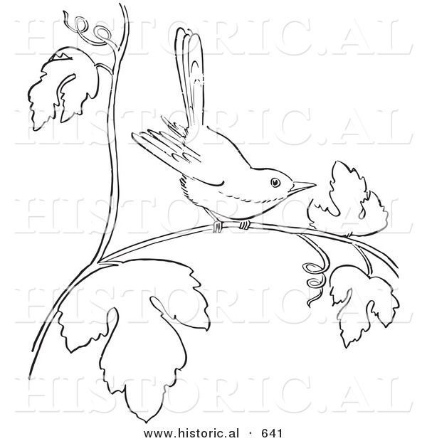 Historical Vector Illustration of a Wren on a Tree Branch with Leaves - Outlined Version