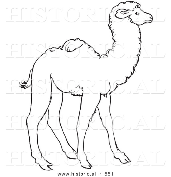 Historical Vector Illustration of a Young Camel Standing and Staring - Outlined Version