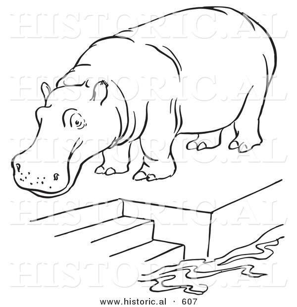 Historical Vector Illustration of a Zoo Hippo Standing on a Pool Platform with Stairs Leading to Water - Outlined Version