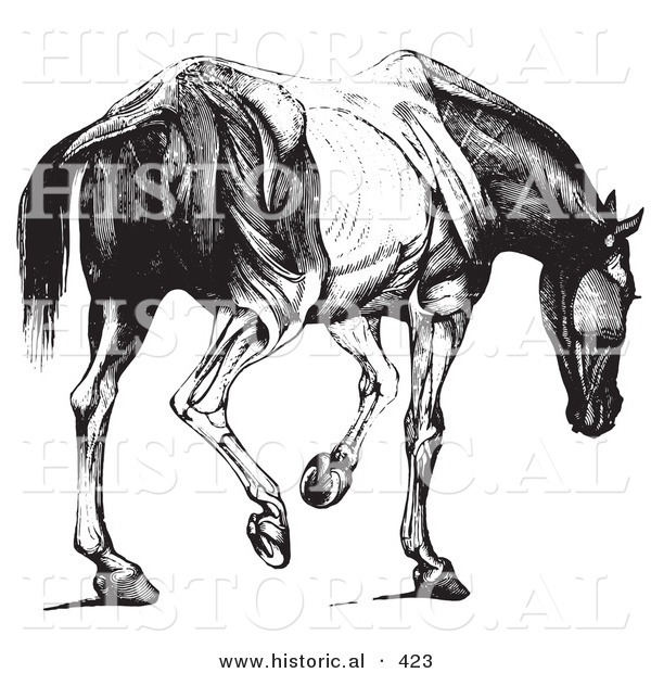Historical Vector Illustration of an Engraved Horse Anatomy Featuring the Muscular Covering of the Rear - Black and White Version