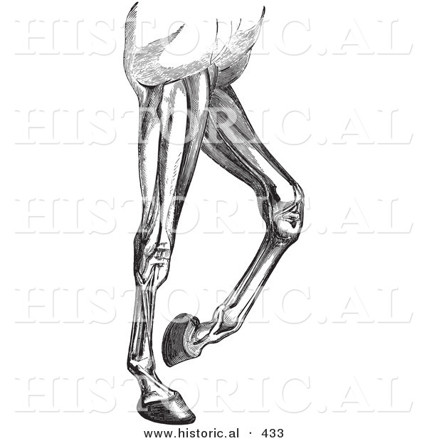 Historical Vector Illustration of an Engraved Horse Diagram Featuring Leg Muscles - Black and White Version