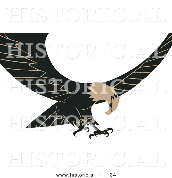 Historical Vector Illustration of Brown and Black Bald Eagle in Flight with Its Wings Spread Open