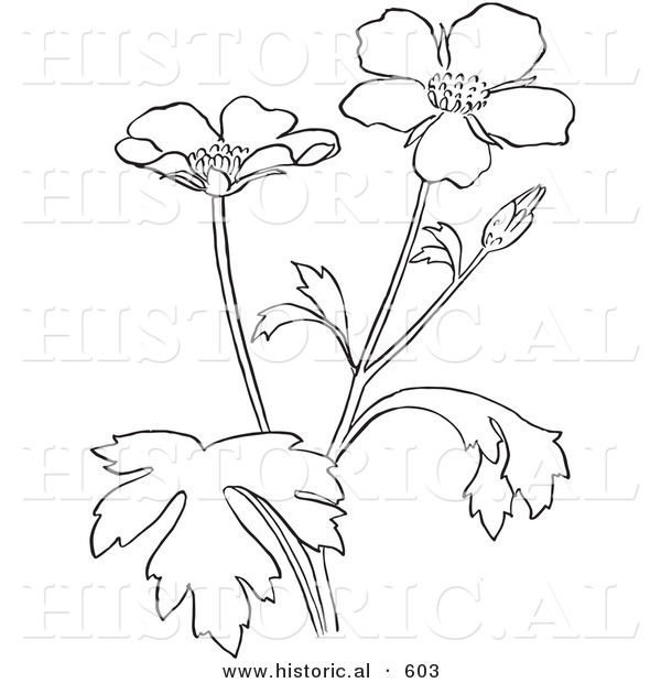 Historical Vector Illustration of Buttercup Flowers - Outlined Version
