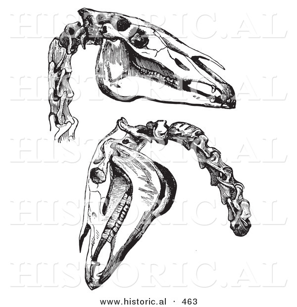 Historical Vector Illustration of Engraved Horse Skull and Neck Bones - Black and White Version