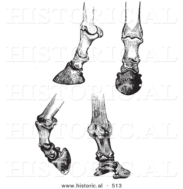 Historical Vector Illustration of Engravings Featuring Horse Bones and Articulations of the Foot and Hoof - Black and White Version