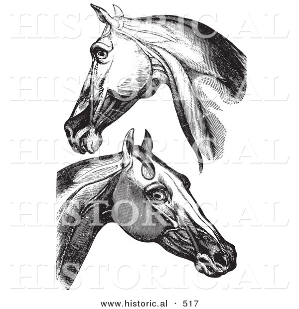 Historical Vector Illustration of Engravings Featuring Horse Head and Neck Muscles - Black and White Version