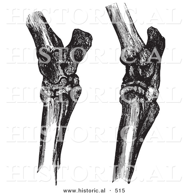 Historical Vector Illustration of Engravings Featuring Horse Hock Bones - Black and White Version