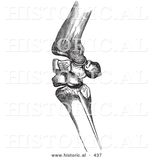 Historical Vector Illustration of Flexed Horse Knee Bones - Black and White Version