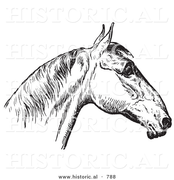 Historical Vector Illustration of Horse Anatomy Featuring a Bad Head 4 - Black and White Version