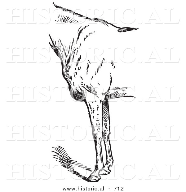 Historical Vector Illustration of Horse Anatomy Featuring Bad Conformation of Fore Quarters 1 - Black and White Version