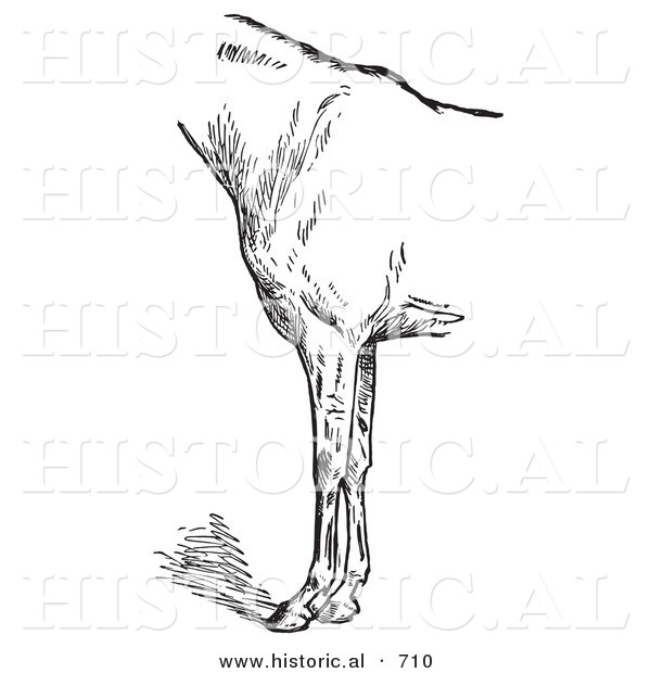 Historical Vector Illustration of Horse Anatomy Featuring Bad Conformation of Fore Quarters 2 - Black and White Version
