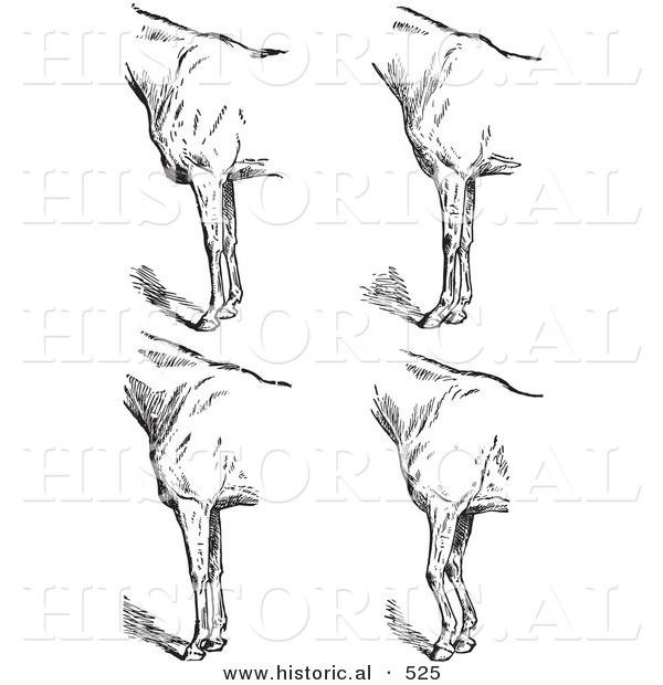 Historical Vector Illustration of Horse Anatomy Featuring Bad Conformation of Fore Quarters - Black and White Version