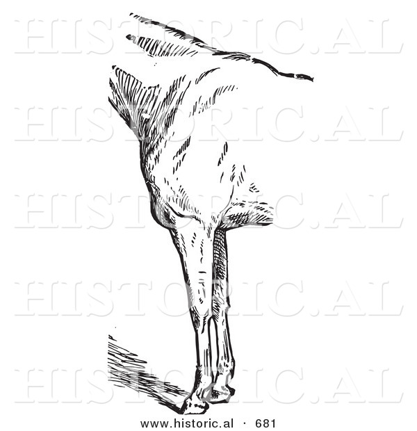 Historical Vector Illustration of Horse Anatomy Featuring Bad Conformation of Fore Quarters - Black and White Version