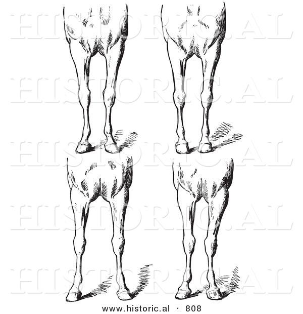 Historical Vector Illustration of Horse Anatomy Featuring Bad Conformations of the Fore Quarters - Black and White Version
