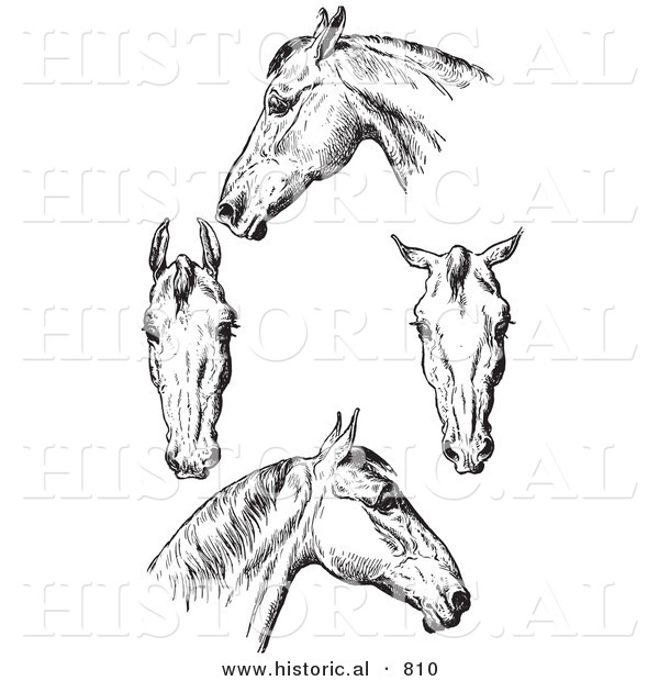 Historical Vector Illustration of Horse Anatomy Featuring Bad Heads - Black and White Version