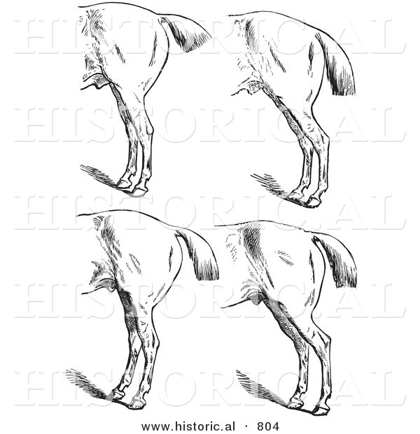 Historical Vector Illustration of Horse Anatomy Featuring Bad Hind Quarters 5 - Black and White Version