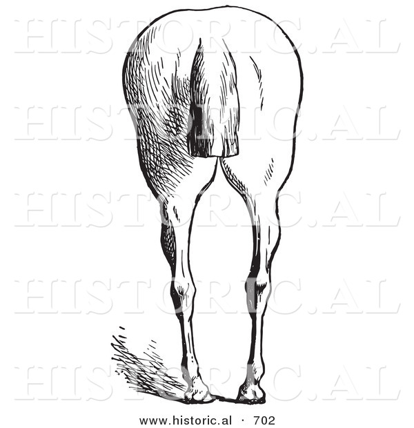 Historical Vector Illustration of Horse Anatomy Featuring Bad Hind Quarters 8 - Black and White Version