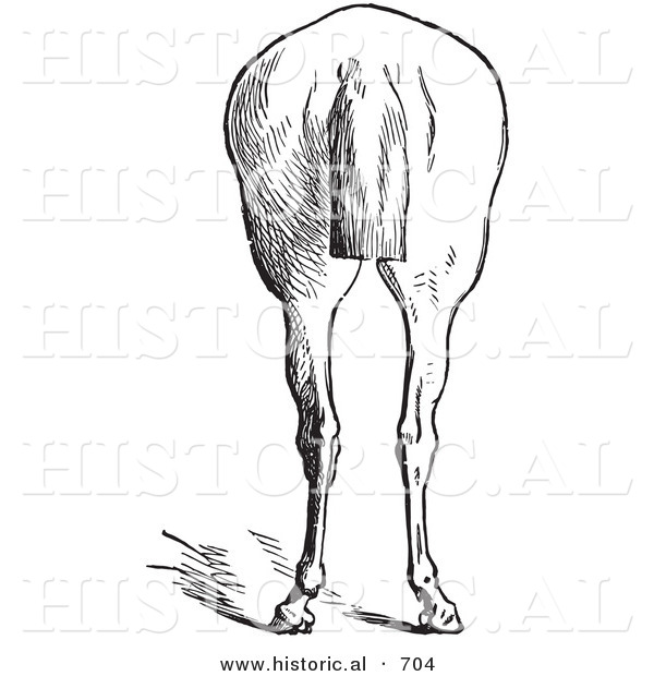 Historical Vector Illustration of Horse Anatomy Featuring Bad Hind Quarters 9 - Black and White Version