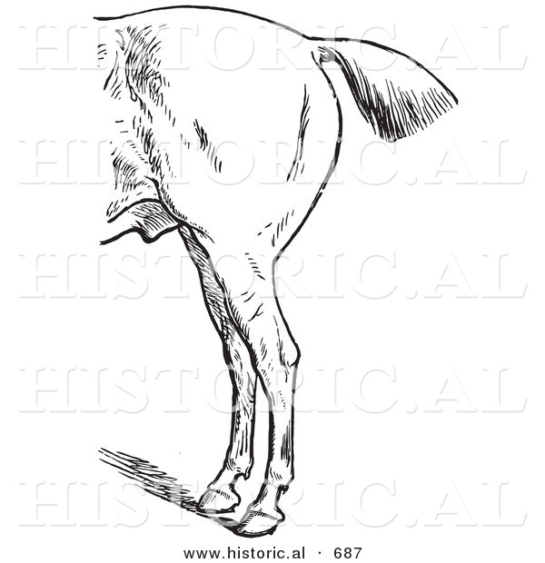 Historical Vector Illustration of Horse Anatomy Featuring Bad Hind Quarters from the Left Side - Black and White Version
