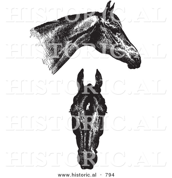 Historical Vector Illustration of Horse Anatomy Featuring Good Heads - Black and White Version