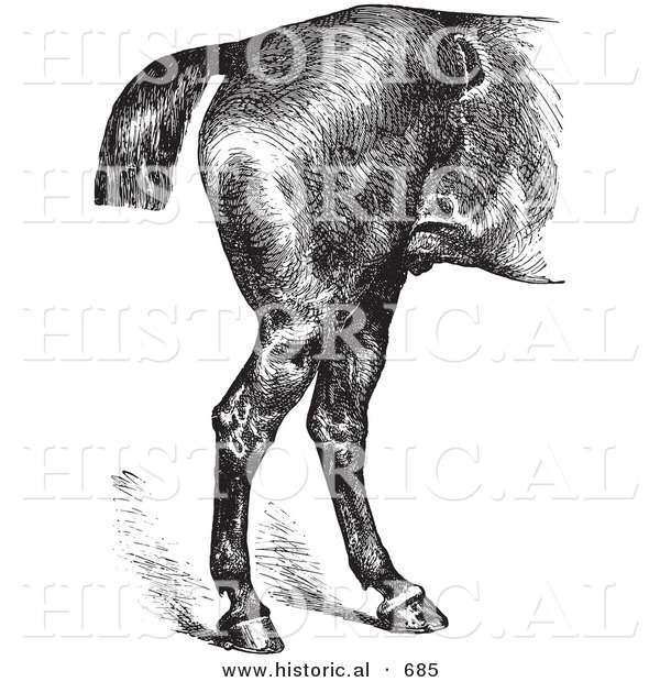 Historical Vector Illustration of Horse Anatomy Featuring Good Hind Quarters - Black and White Version