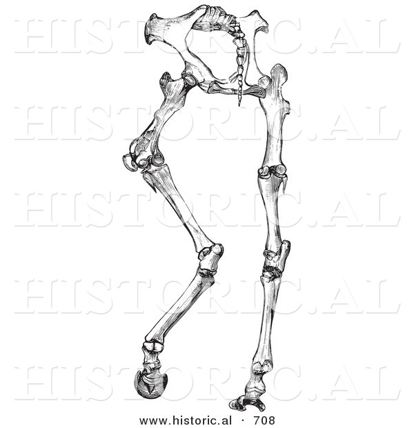 Historical Vector Illustration of Horse Anatomy Featuring Hinder Part Bones - Black and White Version